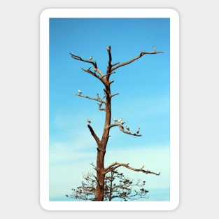 Ibises On Bare Tree Sticker